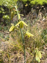 Albuca juncifolia