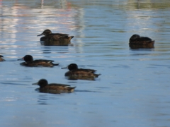 Heteronetta atricapilla