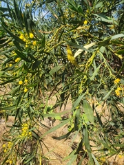 Acacia saligna