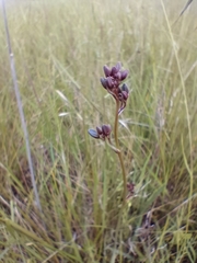 Dianella amoena
