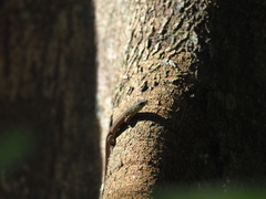 Eutropis rugifera