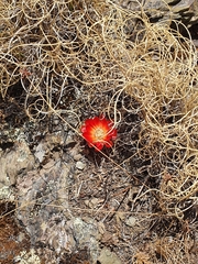 Rebutia