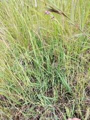 Dianella amoena
