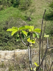 Ficus lutea
