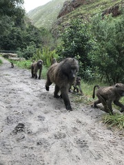 Papio ursinus ursinus