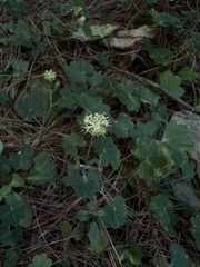Hydrocotyle setulosa