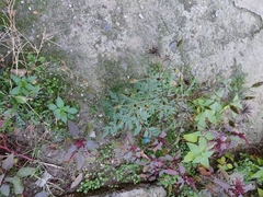 Bidens bipinnata