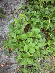 Fragaria