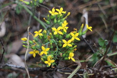 Kalanchoe integra