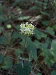 Hydrocotyle setulosa