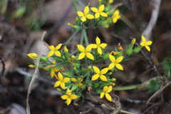 Kalanchoe integra