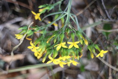 Kalanchoe integra