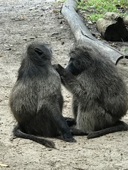 Papio ursinus ursinus