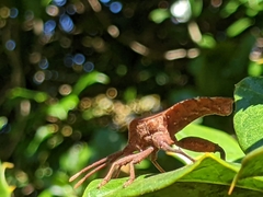 Piezogaster calcarator