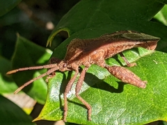 Piezogaster calcarator