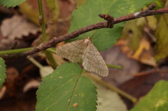 Operophtera fagata