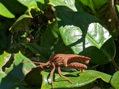 Piezogaster calcarator