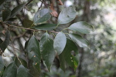 Lithocarpus litseifolius