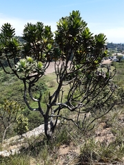 Protea roupelliae roupelliae