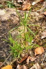 Plantago arenaria