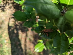 Piezogaster calcarator