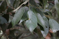 Lithocarpus litseifolius
