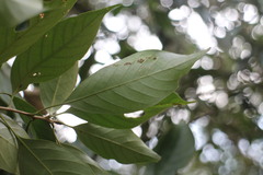 Lithocarpus litseifolius