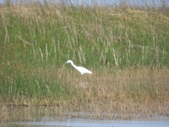 Egretta thula