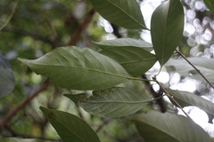 Lithocarpus litseifolius