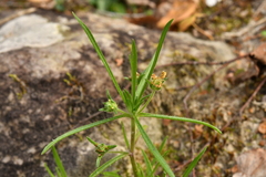 Plantago arenaria