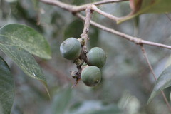 Lithocarpus litseifolius