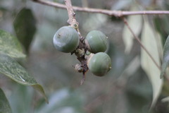Lithocarpus litseifolius