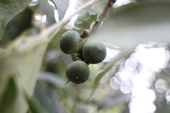 Lithocarpus litseifolius