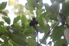 Lithocarpus litseifolius