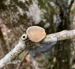 Hexagonia tenuis