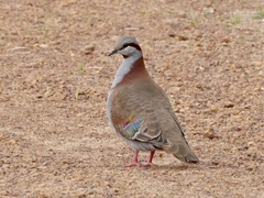Phaps elegans