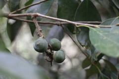 Lithocarpus litseifolius