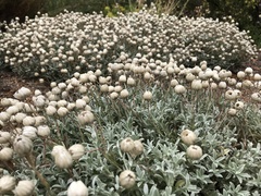 Syncarpha speciosissima