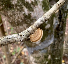 Hexagonia tenuis