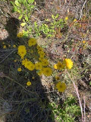 Chrysopsis gossypina