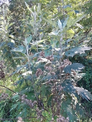 Berkheya bipinnatifida