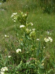 Anchusa ochroleuca