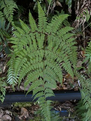 Dryopteris paleolata
