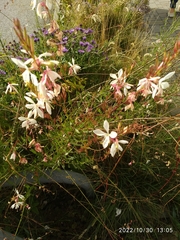Oenothera lindheimeri