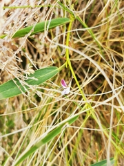 Psoralea asarina