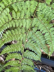 Dryopteris paleolata