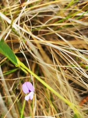 Psoralea asarina