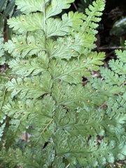Dryopteris paleolata