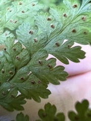 Dryopteris paleolata