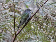 Chrysococcyx lucidus